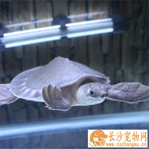 猪鼻龟溃疡 猪鼻龟溃疡可用双氧水清洁伤口