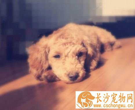 狗狗细小是什么症状 细小病毒会传染人吗