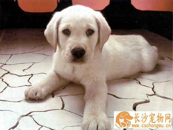 狗细小病毒怎么治疗 可大剂量应用地塞米松