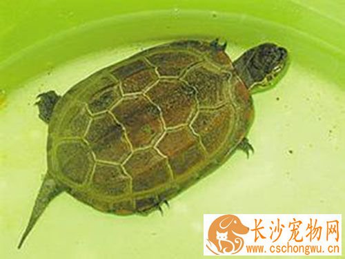 猪鼻龟脖子上有白点 一般为腐甲病的主要特征