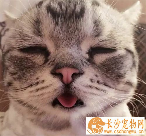 猫猫拉稀怎么办 猫咪拉肚子需要注意的事项