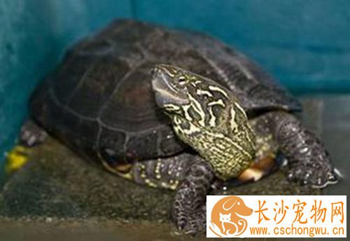 中华草龟腐皮 中华草龟腐皮的症状及防治方法