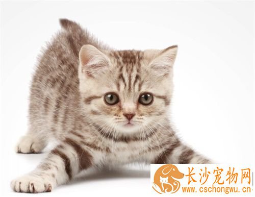 猫抓伤了需不需要打针 猫抓伤了紧急处理办法