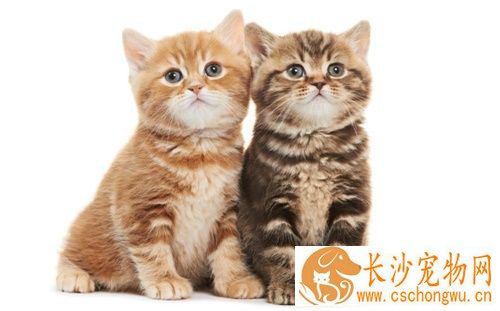 猫便秘怎么办 导致便秘的原因有三种因素
