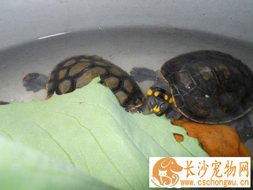 黄头侧颈龟常见病 五种黄头侧颈龟的常见病症