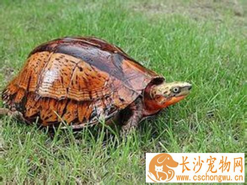 黄头侧颈龟水肿怎么办  水肿是由于营养不良引起