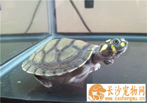 黄头侧颈龟拉稀 免疫力下降而引起的肠胃炎