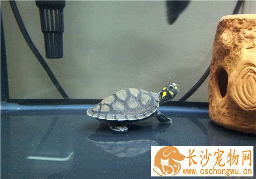 黄头侧颈龟感冒 主要发生在深秋至初冬这段时间