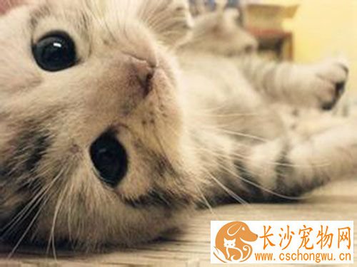 猫咪跳蚤怎么消灭 可以采用辽防特效杀虫块