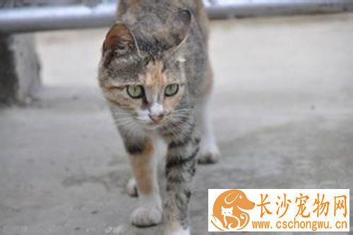 猫咪打喷嚏怎么办 普通的感冒引起的症状