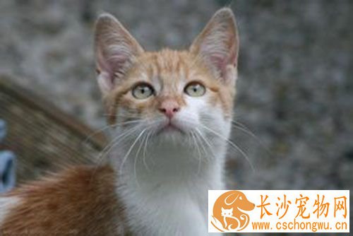 母猫多大绝育 母猫绝育手术会不会很危险