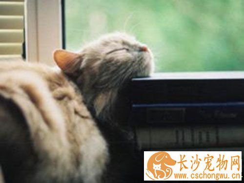 猫肠胃炎怎么办 猫咪的肠胃炎有哪些症状