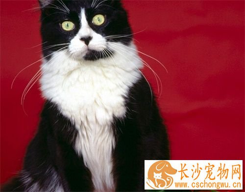 猫鼻支初期症状 猫鼻支要怎么预防及治疗