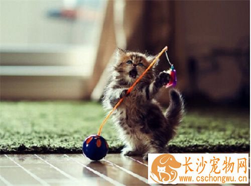 猫咪掉毛严重 找出掉毛的原因非常关键