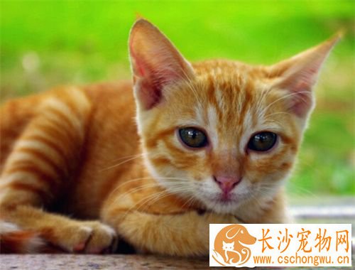 猫不吃化毛膏 猫不吃化毛膏怎么办
