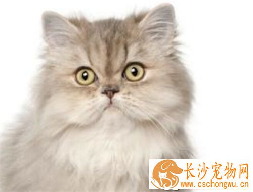 母猫绝育的好处 猫咪绝育好不好