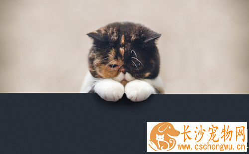 怎样给猫做绝育手术 绝育手术中的注意事项