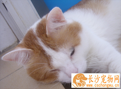 猫咪病了怎么办 猫咪最常见的三种病症