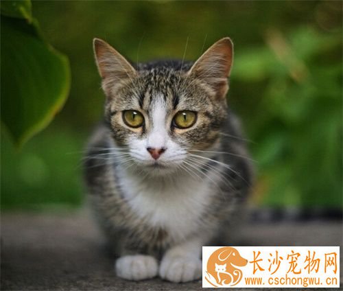 猫咪厌食怎么办 大部分猫经治疗可恢复胃口