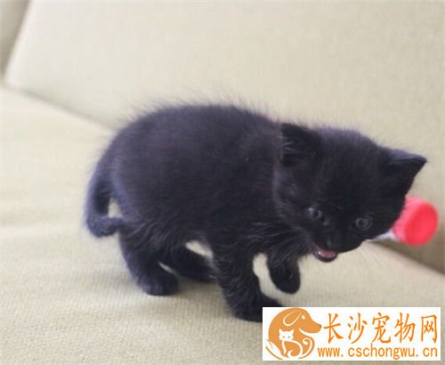 母猫闹猫怎么办 母猫闹猫药物抑制好不好