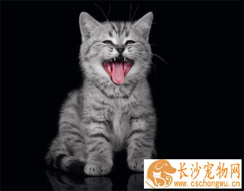 宠物猫饲养与疾病防治 做好日常的护理工作