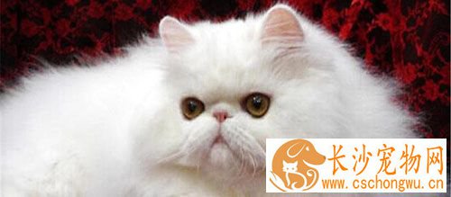 母猫多大可以结扎 6-8个月大是猫咪结扎最佳时间