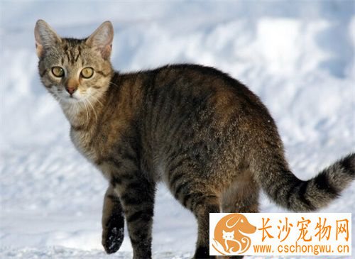 怎么让猫不发情 药物控制或者做节育手术