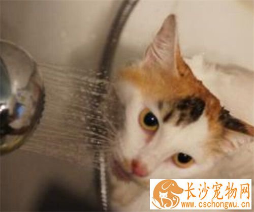 猫猫生病怎么办 常见的猫咪病症有哪些