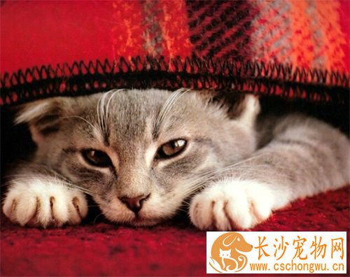 母猫难产怎么办 猫咪难产有哪些征兆