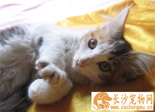 寄养猫咪多少钱 店铺寄养的时间应如何控制