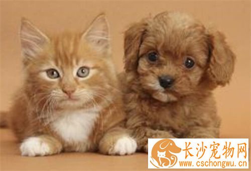 猫猫发烧怎么办 猫咪多少度是正常的体温