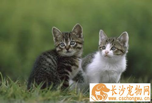 猫多大可以做绝育 猫绝育手术需要注意事项