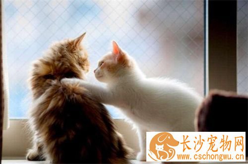 猫猫晕车怎么办 猫咪晕车的几大表现
