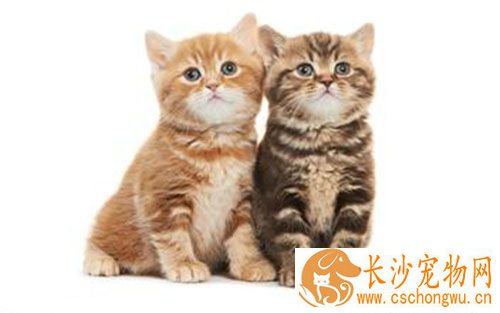 猫骨折了怎么办 猫咪骨折后的紧急处理方法