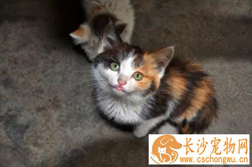猫咪难产怎么办 难产多以初产猫发生多