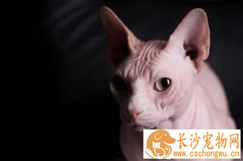 猫做绝育的好处 猫咪绝育可以改变宠物的性格