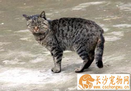猫绝育要多少钱 猫咪绝育手术前的准备