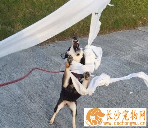 狗怀孕了能打胎吗 用试纸能试出来吗