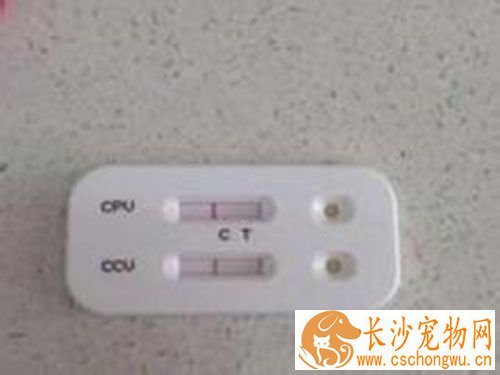 细小试纸多少钱 狗狗细小试纸的使用方法