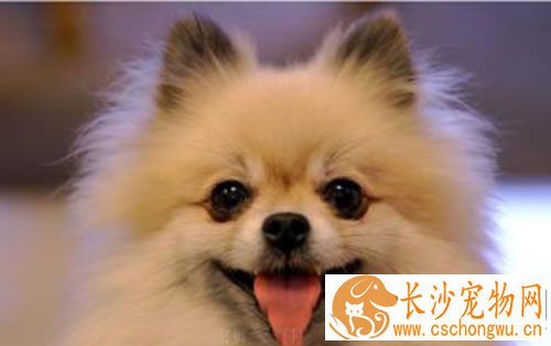 细小是怎么引起的 狗狗得细小的原因