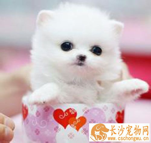 犬瘟细小症状 犬瘟热临床的主要特征