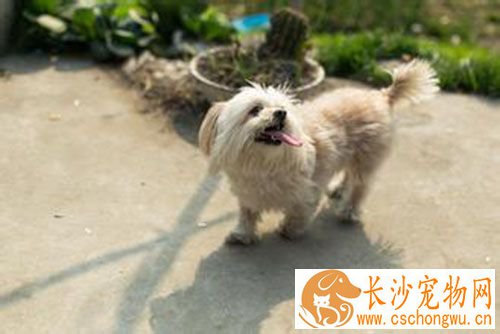 细小好转的迹象 犬细小病毒的确诊和护理