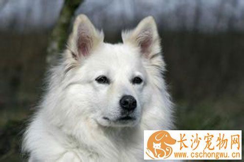 细小病毒怎么消毒 狗狗细小病毒防治措施