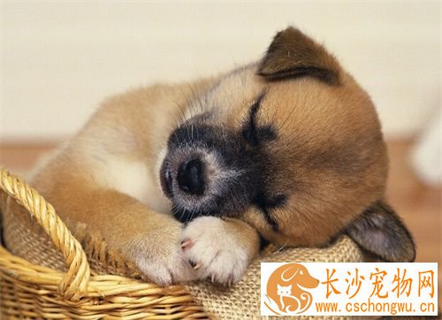 狗狗吐白泡泡怎么办 狗狗吐白泡泡的原因是什么