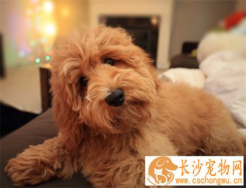 小狗得了疝气怎么办 具体的治疗疝气的方法是什么