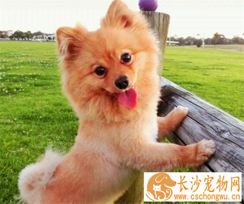 公狗绝育后注意事项 术后需要主人精心的护理