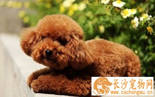狗细小病毒用什么药 细小病毒的治疗方法