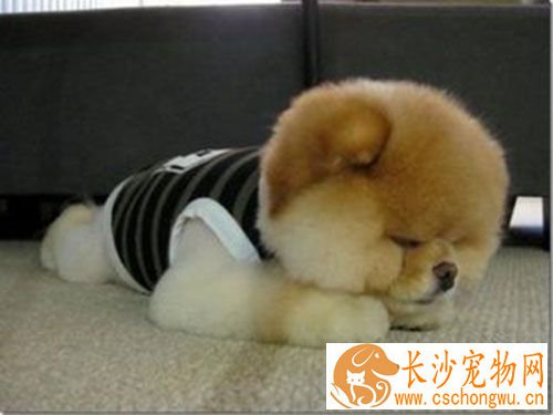 细小拉血怎么办 狗得细小是什么症状