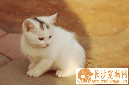 对猫过敏的症状 八种方法可以帮猫战胜过敏