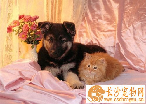细小病毒存活时间 细小病毒对外界的抵抗力较强